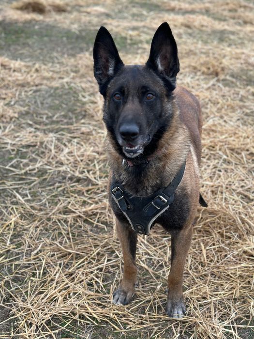 Mascul Ciobănesc Belgian Malinois