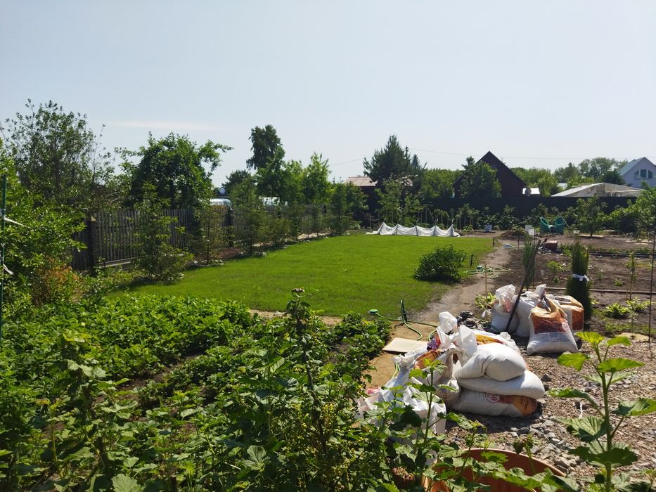 Посевной газон яркий плотный в петропавловске