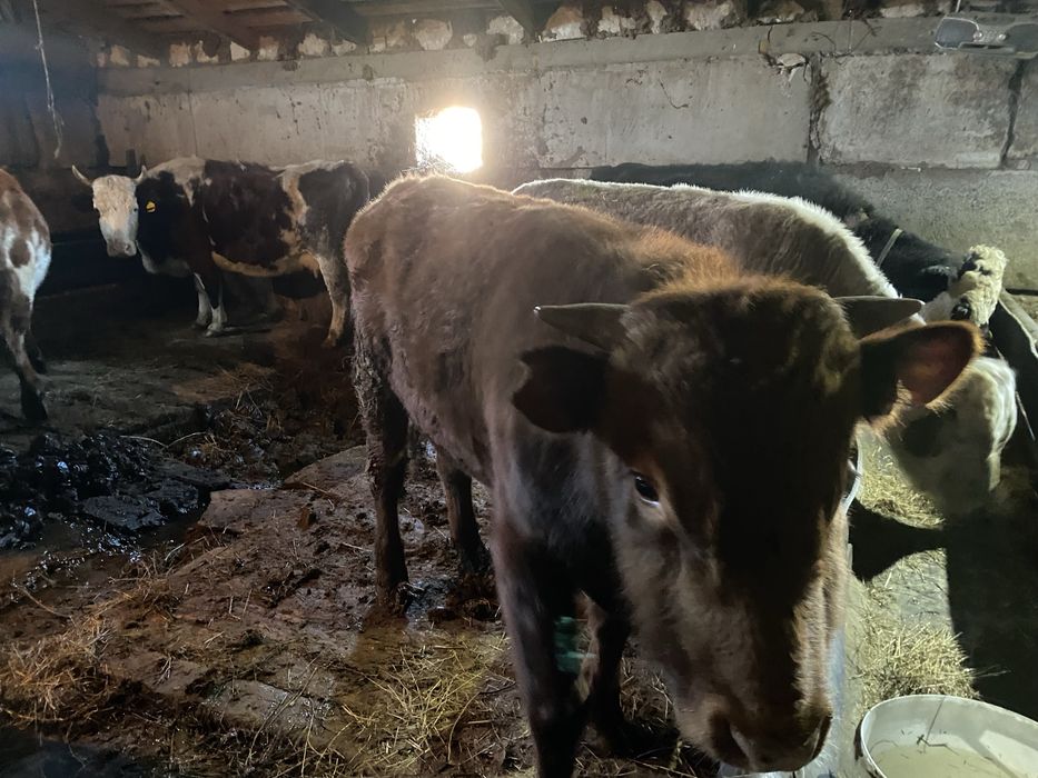 Продам бычок полтарашку