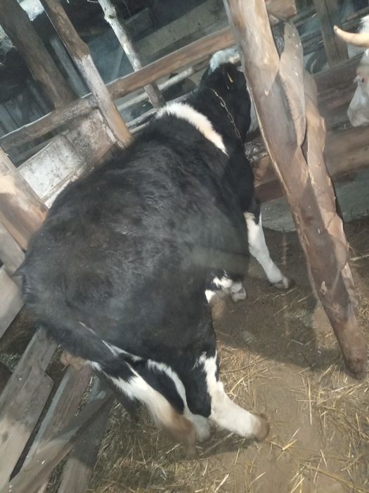 Продам три головы