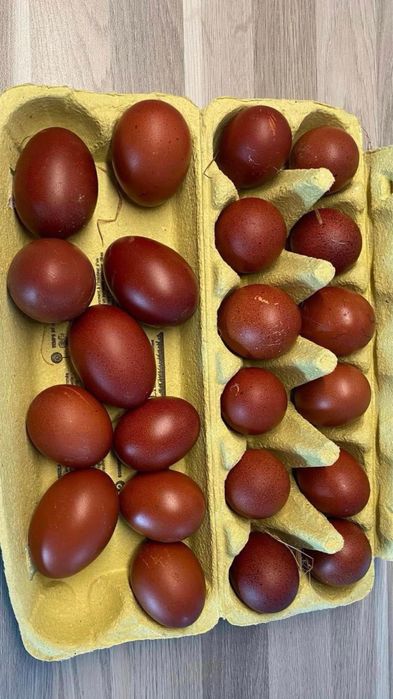 Разплодни яйца от Марани и Амераукани