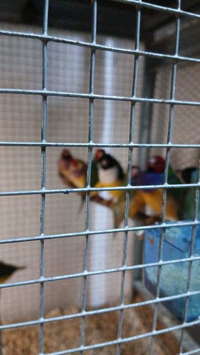 Продавам гулдови папагалови и други амадини