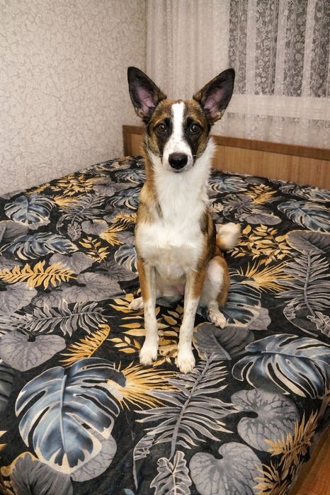 Щенок в поиске дома