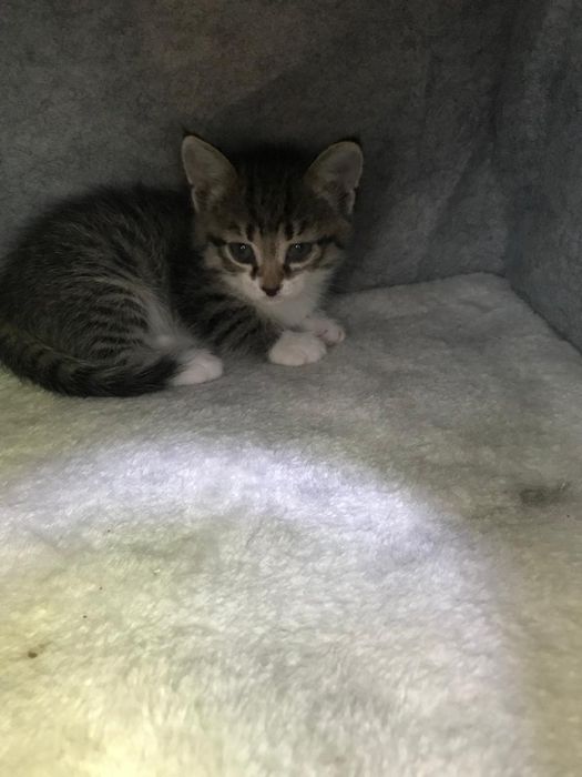 Очаровательные котята в дом!