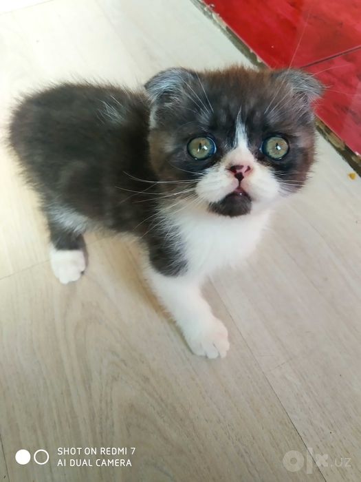 Продаются котята