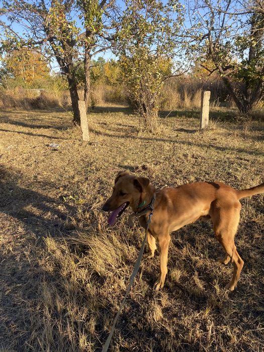 Кабель, собака, пес в добрые руки