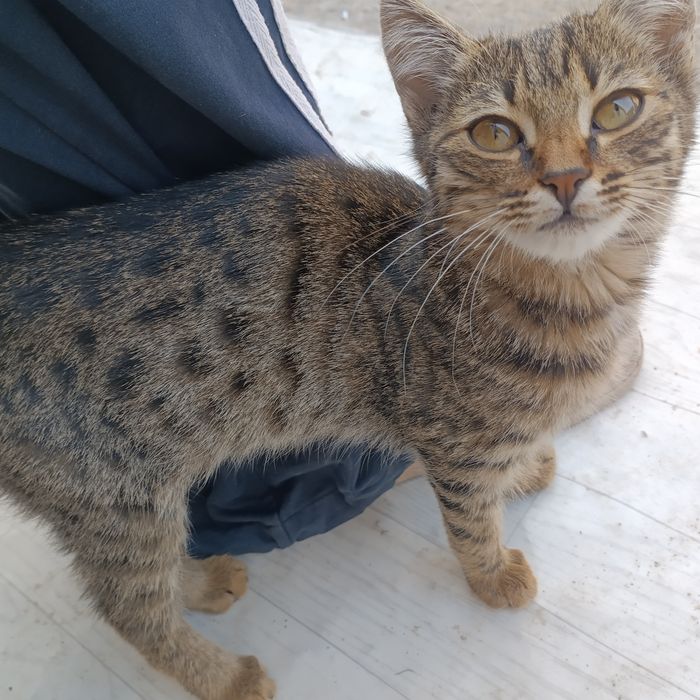 отдам бесплатно котенка