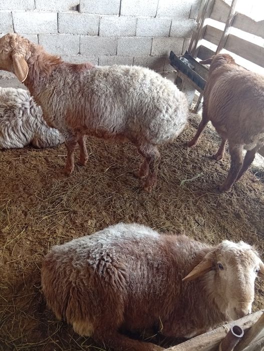 Қошқарлар сатылады.