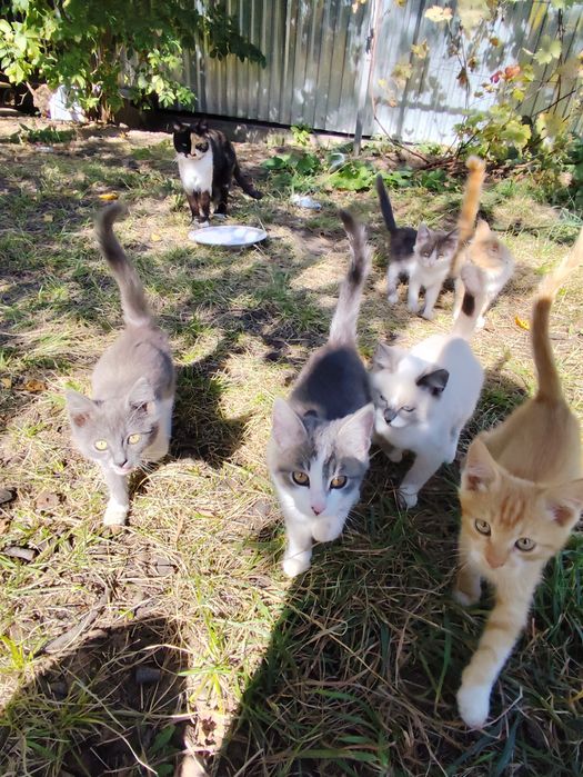 Котята от крысыловки.