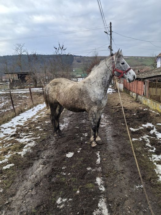 De vanzare cal castrat