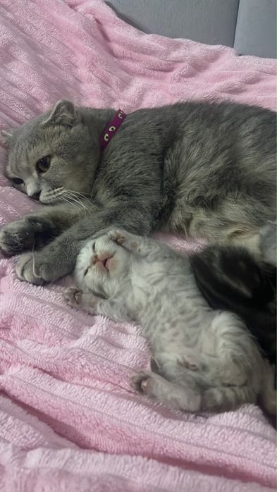 Котята ласковые игровые  пародистые