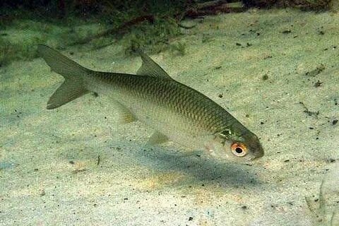 Живец Чебак Плотва 100 тг  Круглосуточно