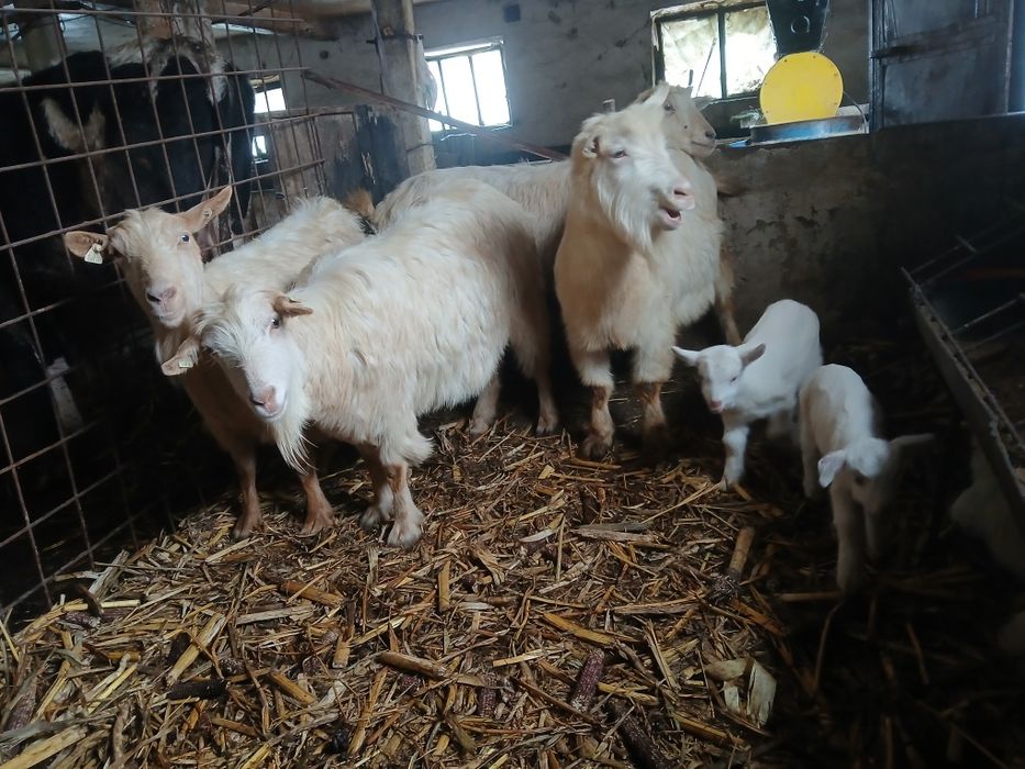 Capre cu ezi bune de lapte