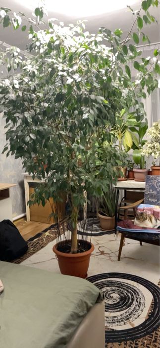 Растение Фикус бенджамина