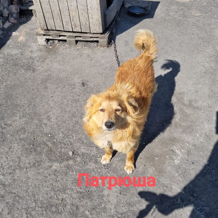 Собака ищет дом. Будка в подарок