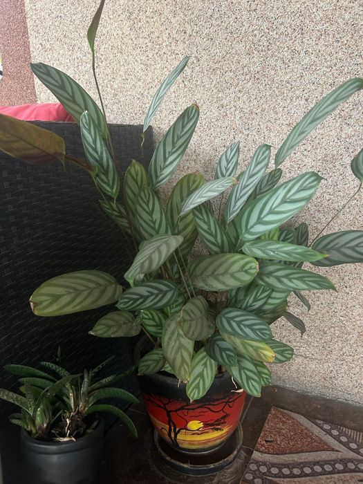 Продам цветы разные