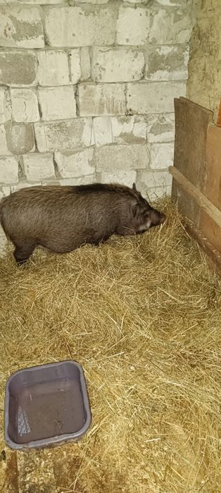 Cînd o purcia vinameza afata mai are un pic și fata