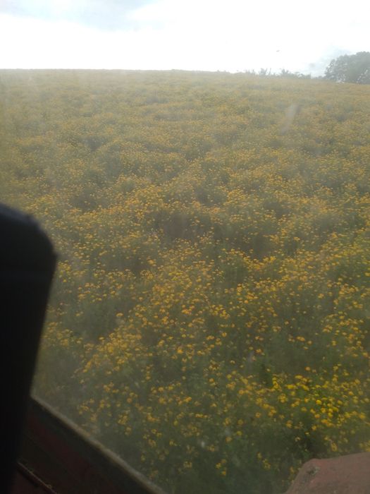 Vind baloti rotunzi!