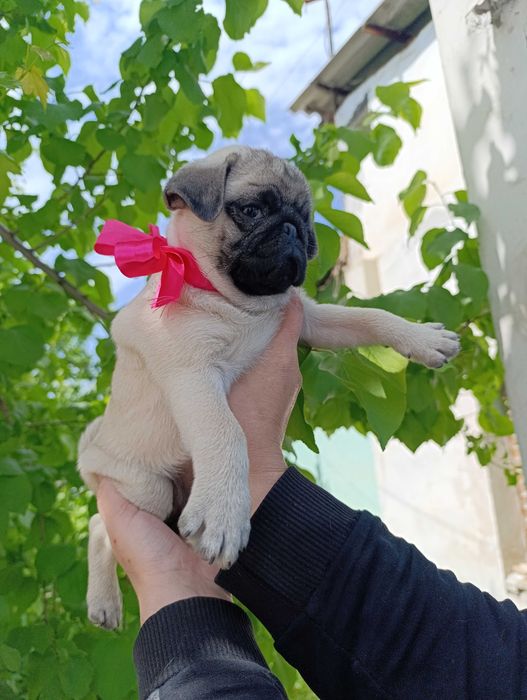 Продаётся щенок мопса (девочка)