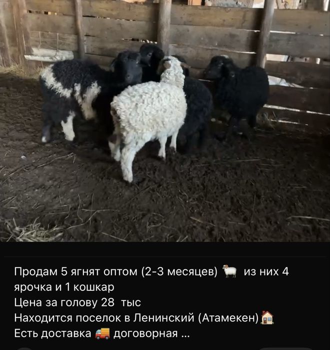 Продам 5 голов ягнят цена ща голову 28 тыс 4 ярки 1 кошкар