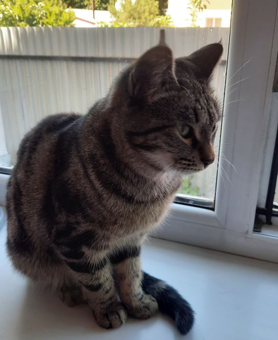 Ласковая девочка в добрую семью