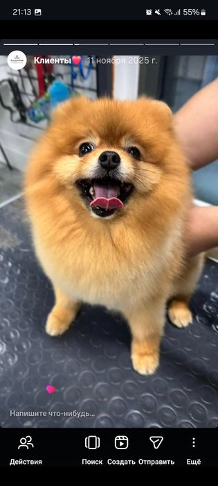 Груминг за 5000 тенге