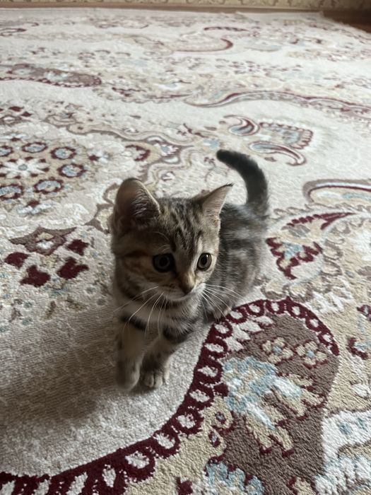 Кошки сссссссссссссссссссссссссс