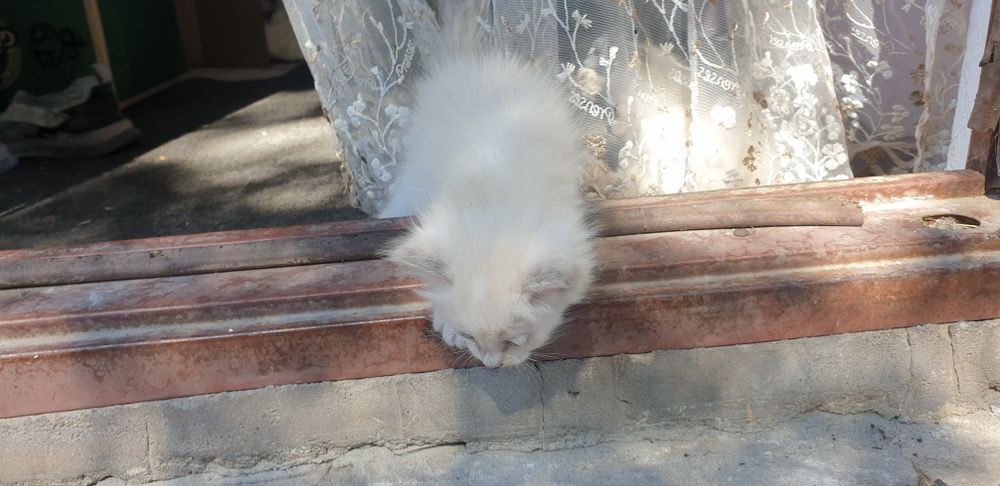 Отдам котят даром
