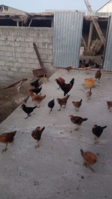 Tovuq bolalari bilan