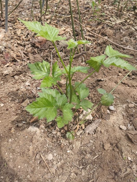 саженцы ежевики не колючие