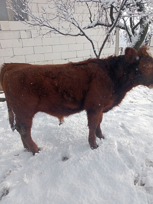 Rasa rosu angus , varsta 5 luni