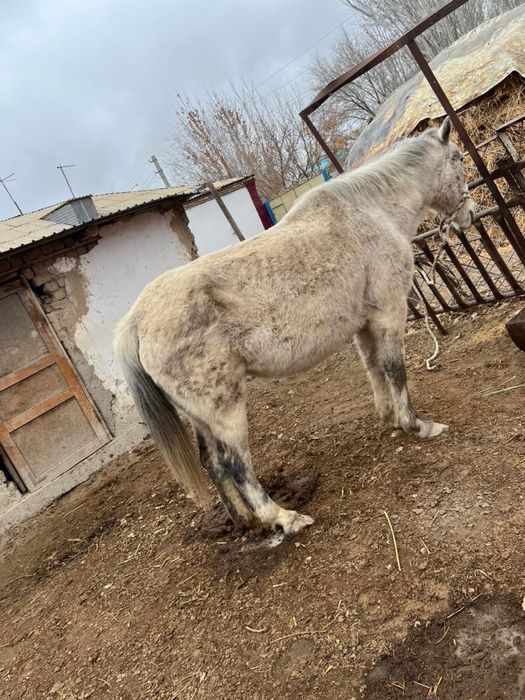 Бие,жуас бағасына келісеміз