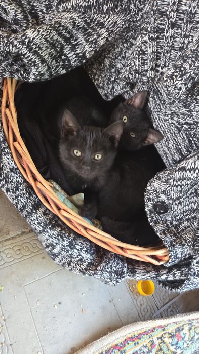 Котята 2,5 месяца в добрые руки