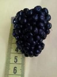 Mure Thornfree  si mure chester  foarte sanatoase si gustoase