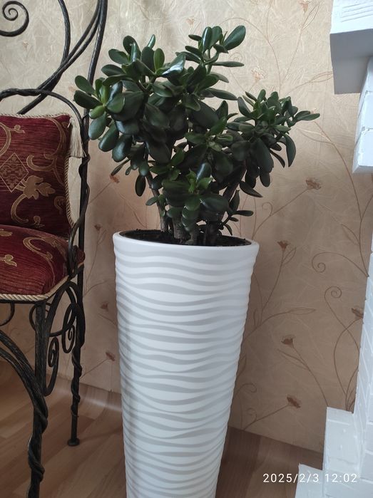 Толстянка в напольном кашпо