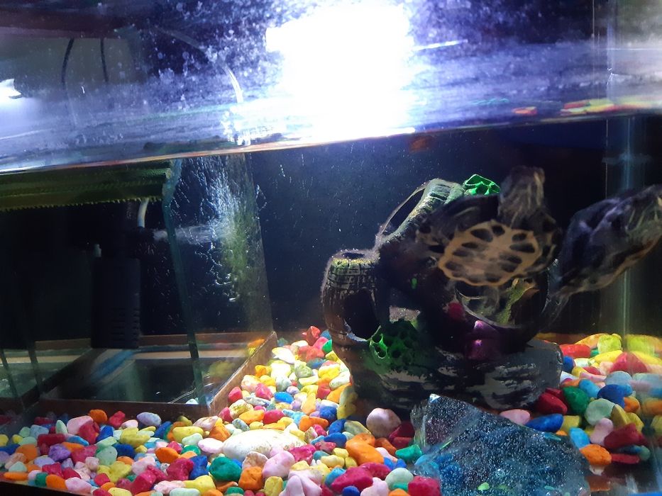 Аквариум с двумя черепашками