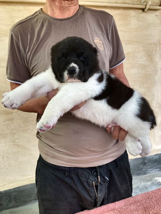 Щенок ( Туркменского Алабая ) чистокровный !