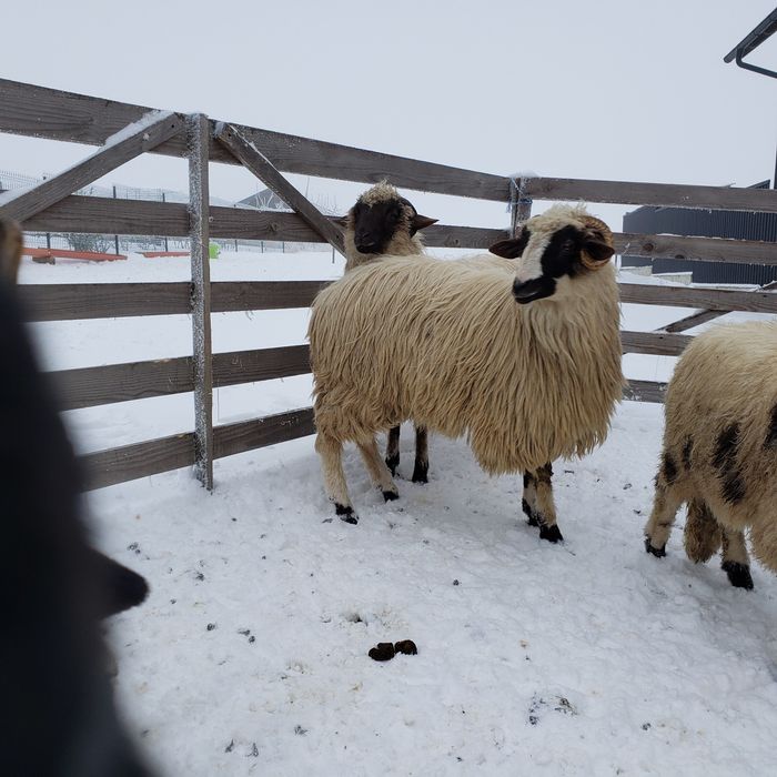 Vând mieluţe breze