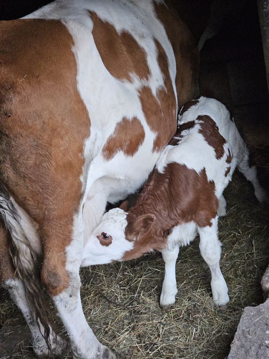 Vacă bălțată cu vițea
