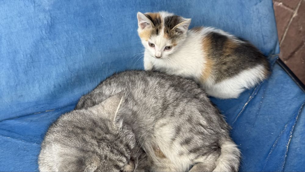 маленькие котята
