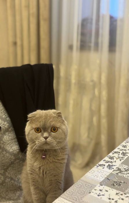 Шотландский фолд