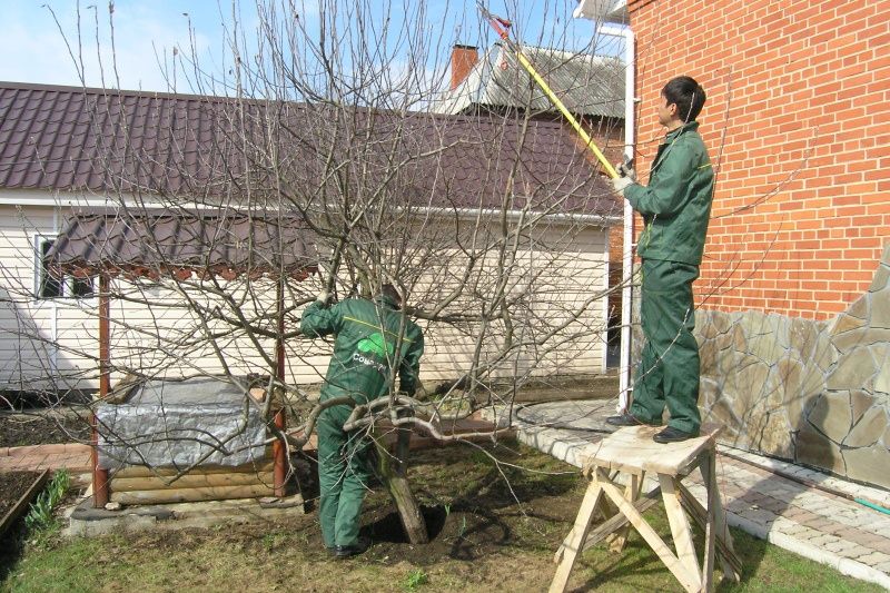 Садовник озеленение подготовка весне обрезка деревьев уход за садом