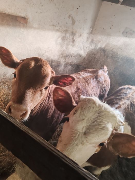 Vând doi viței un limuzin și un bălțat