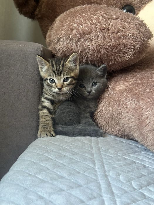 Котята шотландцы бесплатно