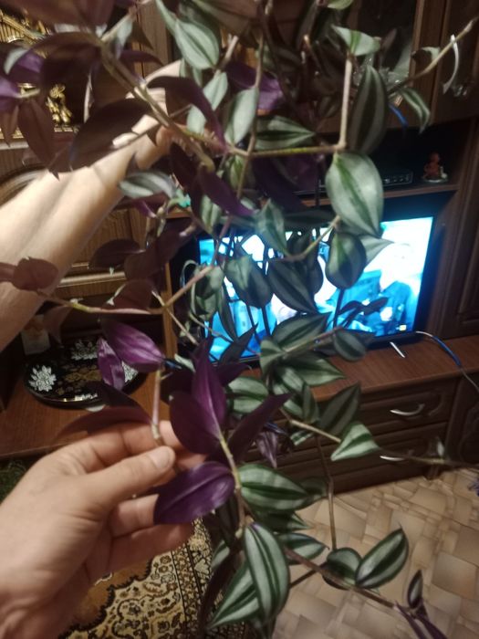 Комнатные  цветы