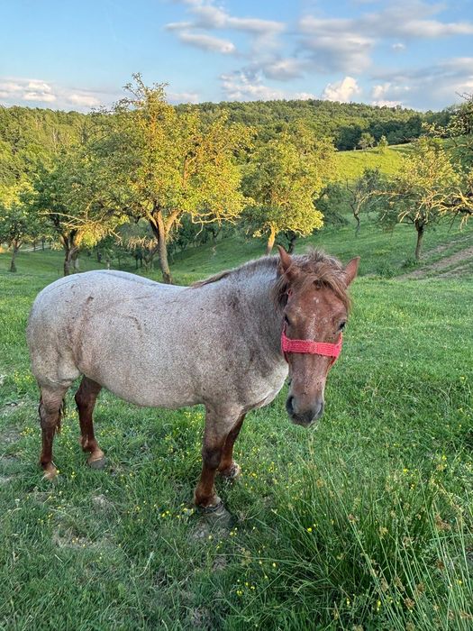 Pereche de cai (Armăsar și Iapă )