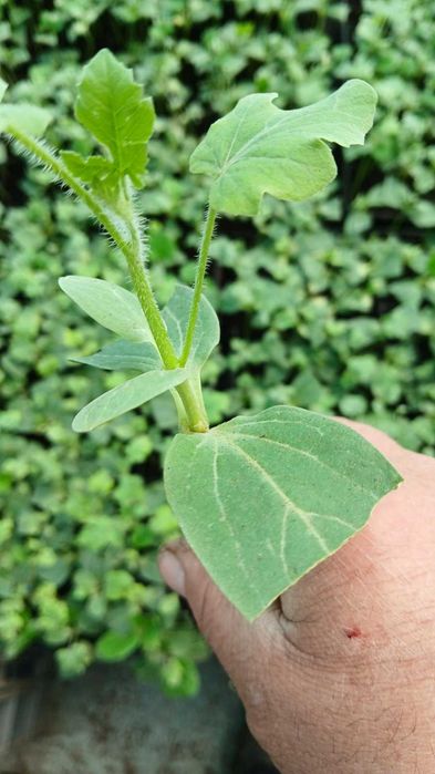 Разсад домат, краставици, зеле и др.