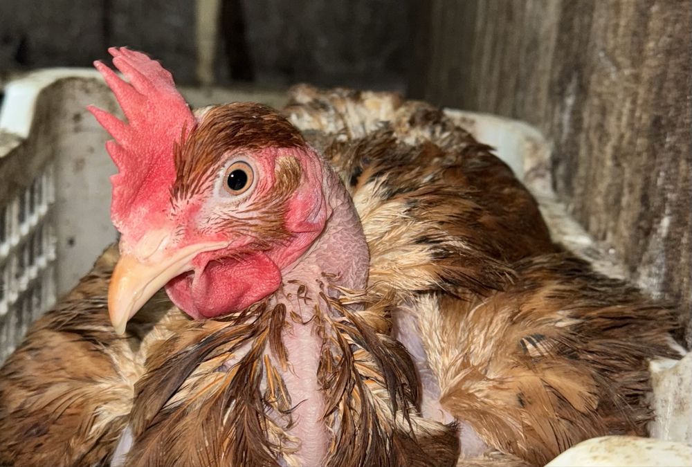 Куры несушки на продажу