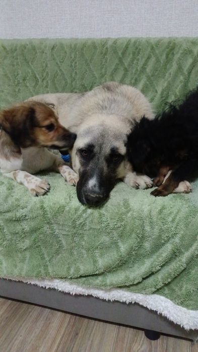 Жужа девочка домашняя