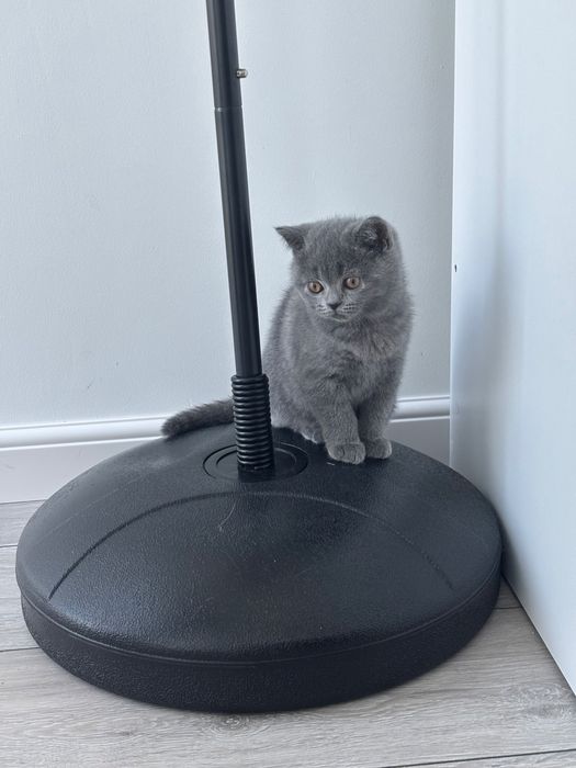 Vând pui pisică British Shorthair